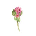 Watercolor  isolated drawing exotic flower Protea flower Australia, watercolor illustration Royalty Free Stock Photo