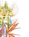 Watercolor Protea, Caesalpinia and Strelitzia flowers bouquet. Tropical decoration floral botanical illustration