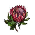 Watercolor tropical flower protea. Hand painted pink flower with leaves and branch isolated on white background. Nature Royalty Free Stock Photo