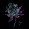 Watercolor protea flowers isolated on black background. Handwork draw for design. Neon fantastic flowers
