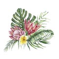 Watercolor protea and plumeria bouquet. Hand painted tropical flowers and leaves isolated on white background. Nature