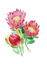 Watercolor protea set. Hand painted pink flower illustration with leaves and branch isolated on white background.