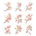 Watercolor Prunus mume set on white background. Vector illustration