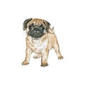 Watercolor pug dog