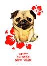 Watercolor pug with two red cherry flowers Royalty Free Stock Photo