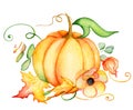 Watercolor pumpkin and autumn leaves. Harvest composition. Happy Thanksgiving day. Hand drawn illustration