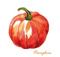 Watercolor pumpkin. Hand painted