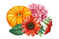 Watercolor pumpkin, hydrangea, sunflower and rowan, autumn composition on a white background Royalty Free Stock Photo