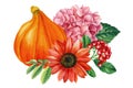 Watercolor pumpkin, hydrangea, sunflower and rowan, autumn composition on a white background Royalty Free Stock Photo