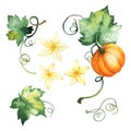 Watercolor pumpkin, isolated elements