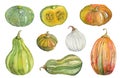 Watercolor pumpkin, squash, marrow set. Isolated elements on white background.