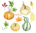 Watercolor autumn pumpkins and gourds varieties, isolated on white background. Fall ripe vegetables and tree leaves Royalty Free Stock Photo