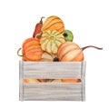 watercolor pumpkins in box, Halloween illustration set, harvest, Thanksgiving autumn design elements, fall, holiday clip Royalty Free Stock Photo