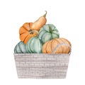 watercolor pumpkins in box, Halloween illustration set, harvest, Thanksgiving autumn design elements, fall, holiday clip Royalty Free Stock Photo