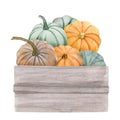 watercolor pumpkins in box, Halloween illustration set, harvest, Thanksgiving autumn design elements, fall, holiday clip Royalty Free Stock Photo