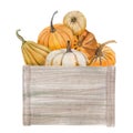 watercolor pumpkins in box, Halloween illustration set, harvest, Thanksgiving autumn design elements, fall, holiday clip Royalty Free Stock Photo