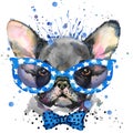 Watercolor puppy dog illustration. French Bulldog breed. Royalty Free Stock Photo