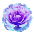 Watercolor  purple-blue peony  flower  on white isolated background with clipping path. Closeup. For design. Nature Royalty Free Stock Photo