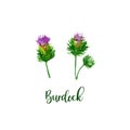 Watercolor Purple Burdock set. Collection of hand drawn flowers isolated. Wild flower illustration Royalty Free Stock Photo