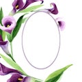 Watercolor purple callas flower. Floral botanical flower. Frame border ornament square. Royalty Free Stock Photo