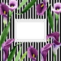 Watercolor purple callas flower. Floral botanical flower. Frame border ornament square.