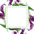 Watercolor purple callas flower. Floral botanical flower. Frame border ornament square.