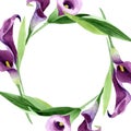 Watercolor purple callas flower. Floral botanical flower. Frame border ornament square. Royalty Free Stock Photo