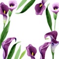 Watercolor purple callas flower. Floral botanical flower. Frame border ornament square.