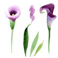 Watercolor purple callas flower. Floral botanical flower. Isolated illustration element. Royalty Free Stock Photo