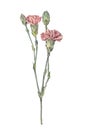 Watercolor purple carnation isolated on white background. Hand-drawn spring summer pink flower for celebration wedding