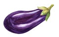 Watercolor purple eggplant isolated on white background. Hand drawn aubergine
