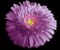 Watercolor purple flower. Gerbera flower isolated on black background. No shadows with clipping path. Close-up. Royalty Free Stock Photo