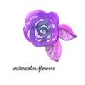 Watercolor violet Flower hand-painted isolated bud Rose and two lilac leafs on a white Background. Isolated purple rose