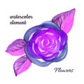 Watercolor lilac Flower hand-painted isolated bud purple Rose on a white Background. Isolated viloet rose for wedding