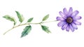 Purple Daisy Flower Sprig Watercolor Painting - Isolated Royalty Free Stock Photo
