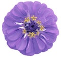 Watercolor  purple flower zinnia.  on a white isolated background with clipping path. Nature. Closeup no shadows. Royalty Free Stock Photo