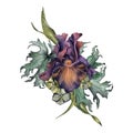 Watercolor purple Iris flower and leaves isolated on white. Gothic floral Illustration hand drawn. Dark botanical