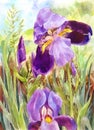 Watercolor purple irises. Beautiful watercolor vintage background