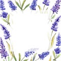 Watercolor purple lavender flowers. Floral botanical flower. Frame border ornament square. Royalty Free Stock Photo