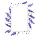 Watercolor purple lavender flowers. Floral botanical flower. Frame border ornament square. Royalty Free Stock Photo