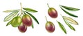 Watercolor purple olive branch. Ripe colourful green fruits with leaves. Realistic botanical painting with fresh olives