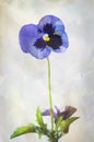 Watercolor purple pansy