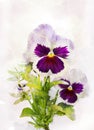 Watercolor purple pansy (Viola tricolor)