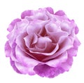 Watercolor  purple peony  flower  on white isolated background with clipping path. Closeup. For design. Nature Royalty Free Stock Photo