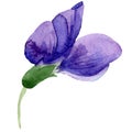 Watercolor purple sweet pea flower. Floral botanical flower. Isolated illustration element. Royalty Free Stock Photo