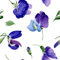 Watercolor purple sweet pea flower. Floral botanical flower. Seamless background pattern. Royalty Free Stock Photo