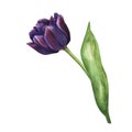 Watercolor purple tulip. Spring violet flowers illustration isolated on white background. Floral clip art for your