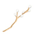 Watercolor pussy willow branch Hand drawn tree twig with buds isolated on white background. Spring illustration for