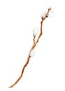 Watercolor pussy willow branch. Hand drawn wood stick isolated on white background for card, invitation. Spring Easter