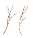 Watercolor pussy willow branches set. Hand drawn tree twigs with buds isolated on white background. Illustration for